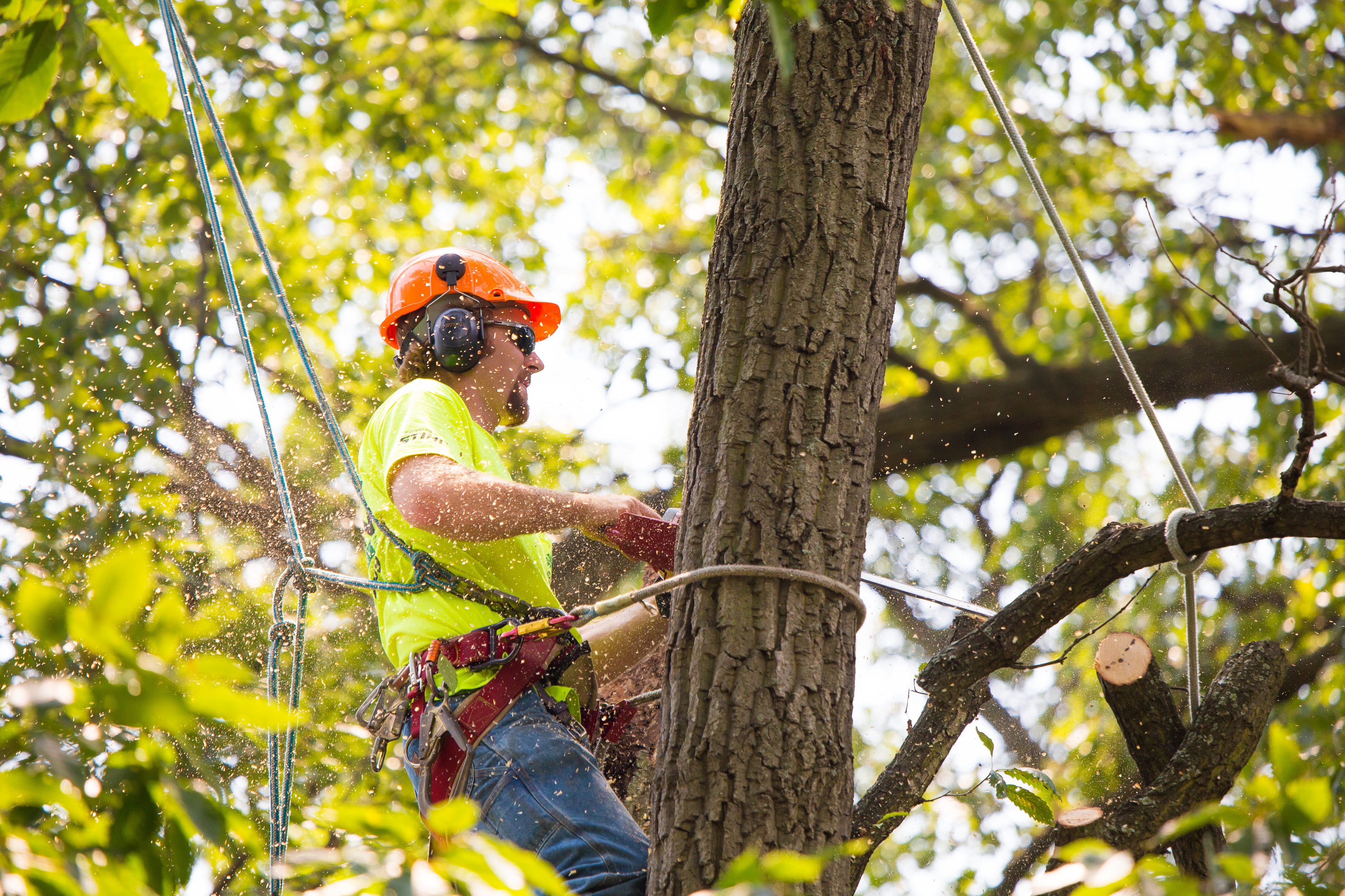 High Point Tree Services Image